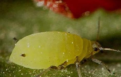 山竹的常见病虫害防治 山竹的常见病虫害防治方法