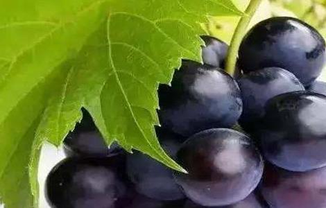 葡萄 膨大 怎么样