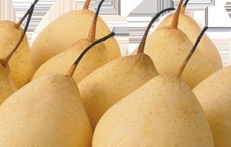 梨子的常见品种 梨子的常见品种图片