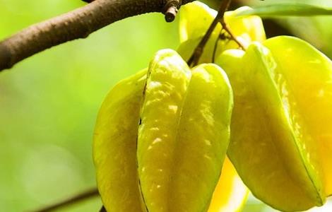 杨桃种植的注意事项（杨桃种植的注意事项是什么）