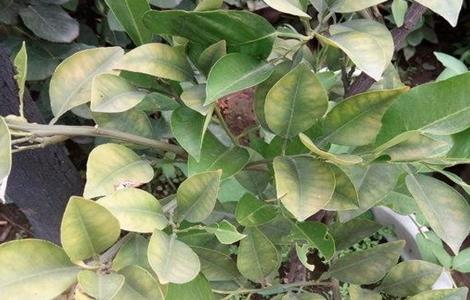 柠檬树叶片发黄怎么办 柠檬树叶片发黄怎么办呢