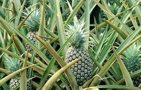 菠萝种植环境要求 菠萝的种植要求