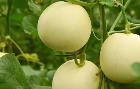 春季甜瓜的田间管理方法（春季甜瓜的田间管理方法视频）