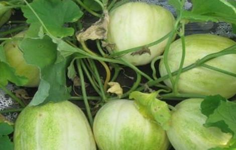 甜瓜的常见病虫害及防治 甜瓜的常见病虫害及防治方法