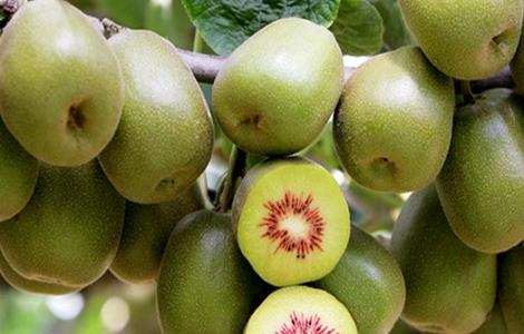 红心猕猴桃该怎么种（红心猕猴桃该怎么种才能成熟）