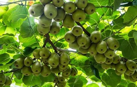 红心猕猴桃高产施肥方法 红心猕猴桃高产施肥方法视频