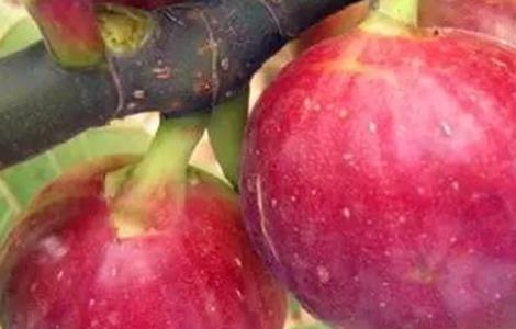 无花果的高产管理技术 无花果种植技术与管理