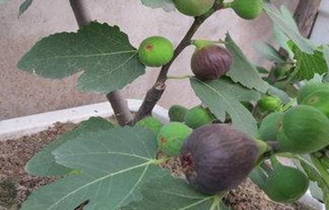 无花果缺氮怎么办（无花果 氮磷钾）