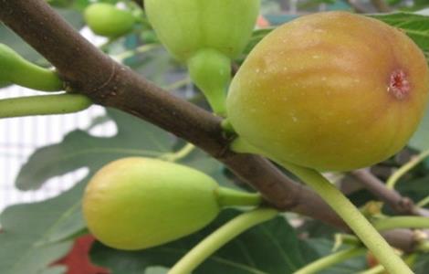 导致无花果落果的原因 无花果为什么落果,无花果落果原因