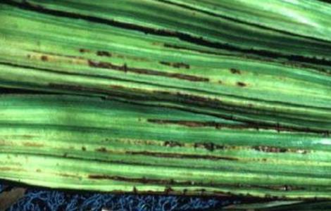 椰子常见病虫害防治方法 椰子树病虫害防治方法