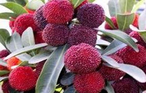 杨梅的种植技术 杨梅的种植技术和管理