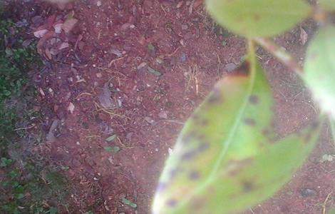 杨梅常见病虫害防治方法（杨梅病虫害图谱及防治）