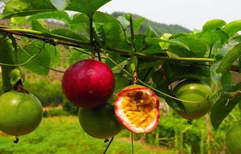 百香果高产施肥技巧 百香果怎样施肥高产