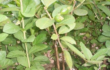 杨桃嫁接技术 杨桃嫁接技术视频