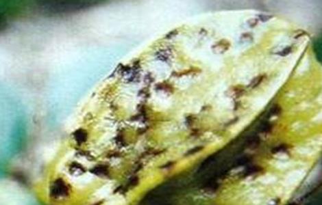 杨桃常见病虫害防治方法（杨桃的病虫害）