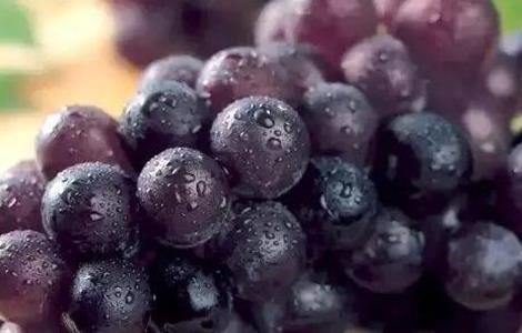 巨峰葡萄该怎么种 巨峰葡萄怎么种才甜