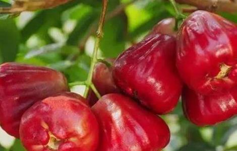 莲雾的果园管理（莲雾挂果管理技术）