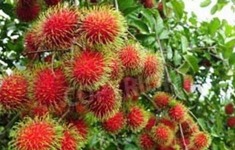 种植红毛丹的注意事项(种植红毛丹的注意事项和禁忌)