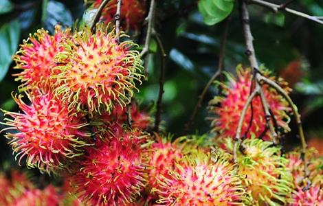 注意事项 红毛丹 种植