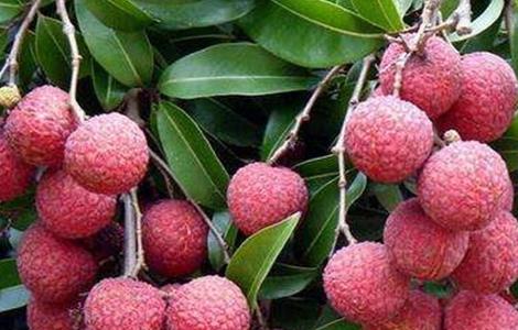如何给荔枝施肥(如何给荔枝施肥呢)