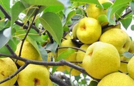 雪梨该怎么种(雪梨怎么种植视频)