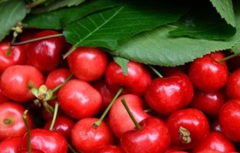 车厘子的常见病害及防治（车厘子的常见病害及防治视频）