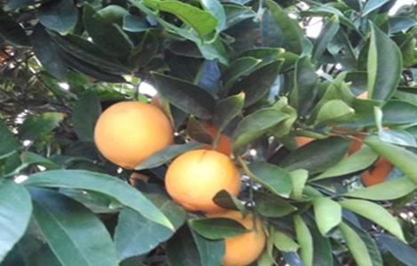 橙子怎么种好(橙子怎么种好看)