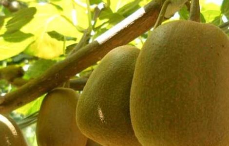 猕猴桃的田间管理技术（猕猴桃的田间管理技术有哪些）