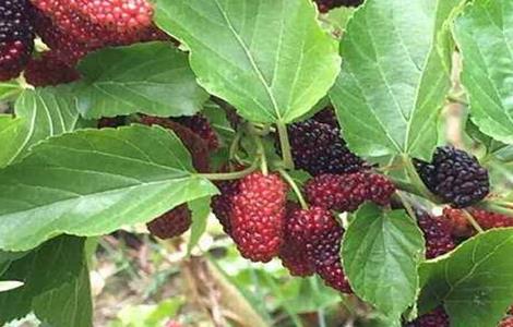 桑葚种植的注意事项(桑葚种植的注意事项是什么)