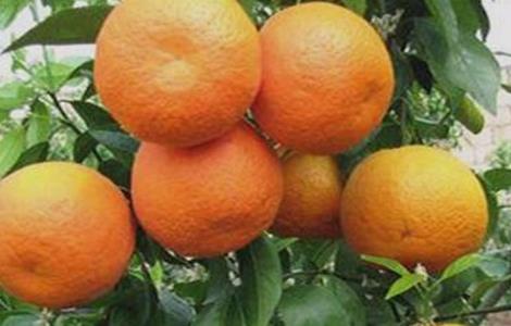 沃柑该怎么种植（沃柑该怎么种植和管理）