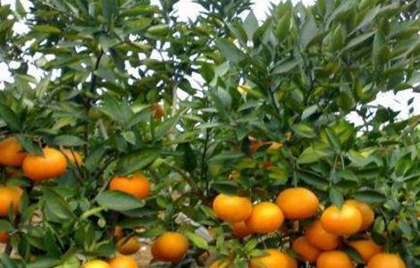种植 沃柑 注意事项