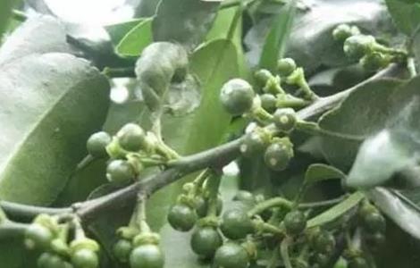 柑橘落果怎么办 柑橘落果严重怎么办