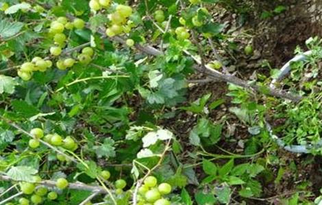 灯笼果该怎么种植 灯笼果该怎么种植才好