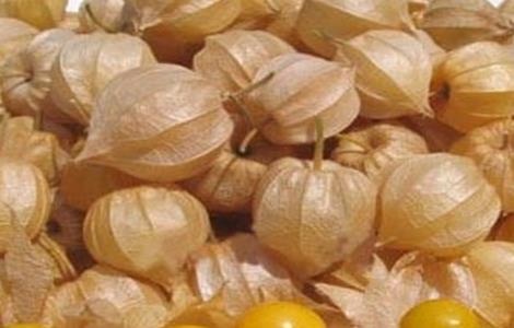 姑娘果该怎么种 姑娘果该怎么种植方法