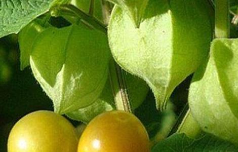 种植姑娘果的注意事项（姑娘果的种植要求）