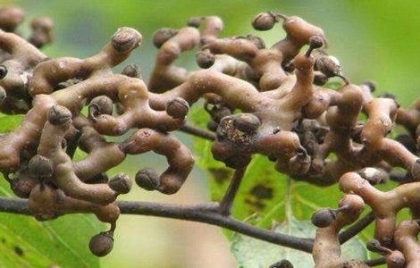 拐枣的高产栽培技术（拐枣种植基地）