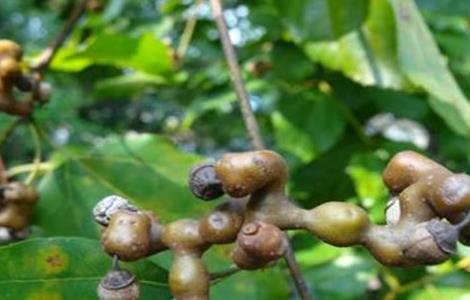 种植拐枣的注意事项 种植拐枣的注意事项和禁忌