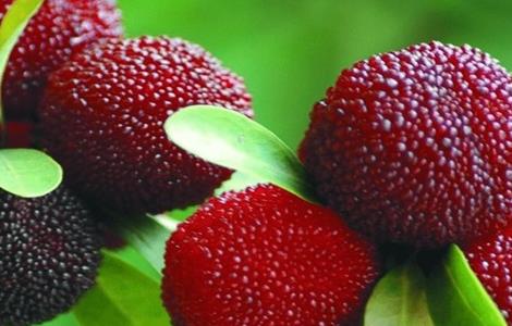 杨梅种植的注意事项（杨梅室内种植需要注意什么）