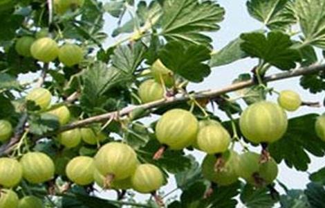 种植灯笼果的要求（种植灯笼果的要求是什么）