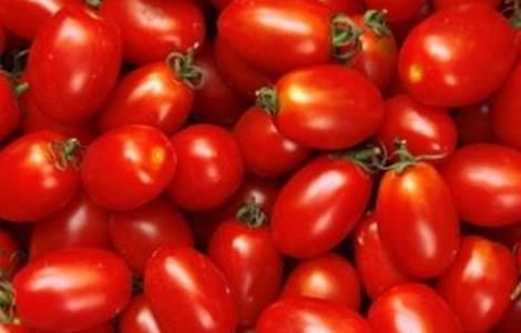 圣女果种植的注意事项 圣女果种植要点