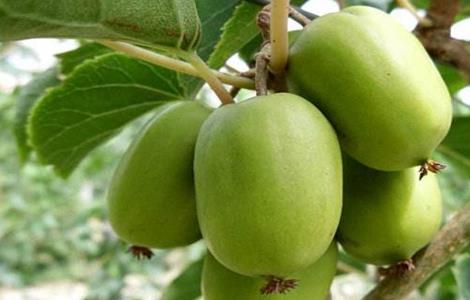 软枣猕猴桃的栽培技术（软枣猕猴桃的栽培技术视频）