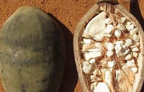 猴面包树该怎么种植（猴面包树该怎么种植视频）