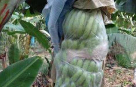 香蕉防寒过冬技术 香蕉如何防寒越冬