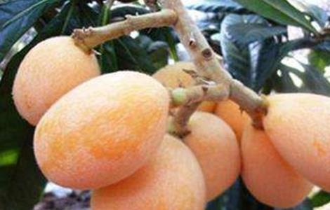 枇杷套袋的原因及方法 枇杷套袋怎么知道成熟了