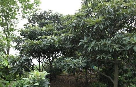 枇杷不结果的原因及解决方法（枇杷不结果的原因及解决方法是什么）