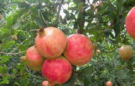 石榴不结果的原因 石榴不结果的原因是什么