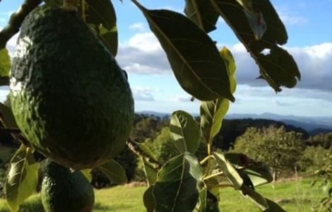 牛油果怎么种 牛油果怎么种植盆栽