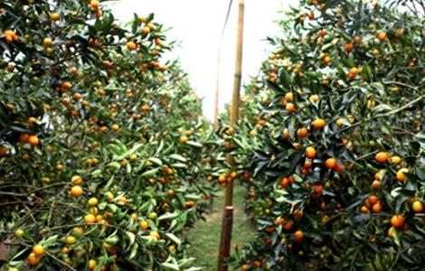 金桔的种植方法 金桔的种植方法盆栽