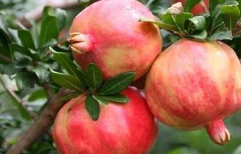 石榴常见种植品种（石榴常见种植品种有）