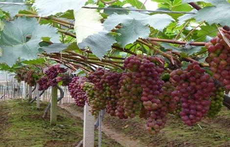 如何提高葡萄的座果率（葡萄坐果最佳方法）